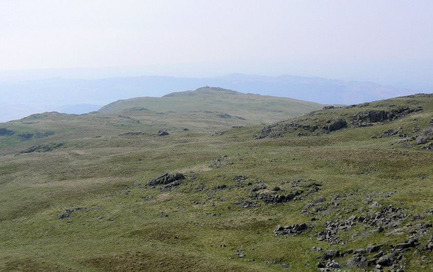White Pike White Pike